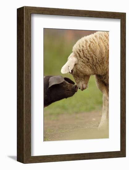 Domestic Pig, British Saddleback piglet, with lamb, sniffing each other-Paul Miguel-Framed Photographic Print