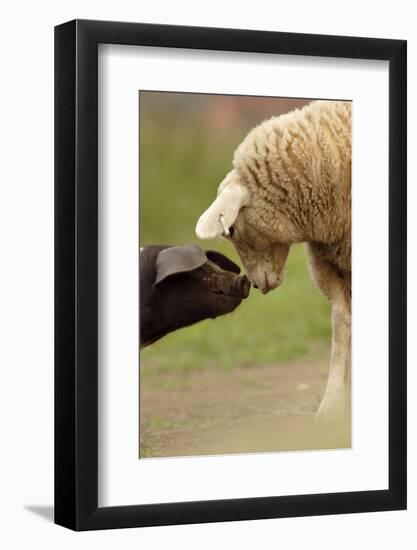 Domestic Pig, British Saddleback piglet, with lamb, sniffing each other-Paul Miguel-Framed Photographic Print