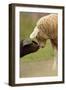 Domestic Pig, British Saddleback piglet, with lamb, sniffing each other-Paul Miguel-Framed Photographic Print