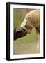 Domestic Pig, British Saddleback piglet, with lamb, sniffing each other-Paul Miguel-Framed Photographic Print