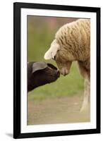 Domestic Pig, British Saddleback piglet, with lamb, sniffing each other-Paul Miguel-Framed Photographic Print