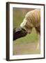 Domestic Pig, British Saddleback piglet, with lamb, sniffing each other-Paul Miguel-Framed Photographic Print