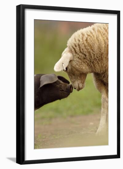 Domestic Pig, British Saddleback piglet, with lamb, sniffing each other-Paul Miguel-Framed Photographic Print