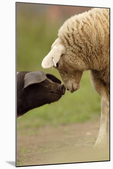 Domestic Pig, British Saddleback piglet, with lamb, sniffing each other-Paul Miguel-Mounted Photographic Print