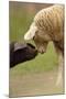 Domestic Pig, British Saddleback piglet, with lamb, sniffing each other-Paul Miguel-Mounted Photographic Print
