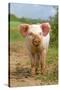 Domestic Pig, free-range piglet, standing, England-Paul Sawer-Stretched Canvas