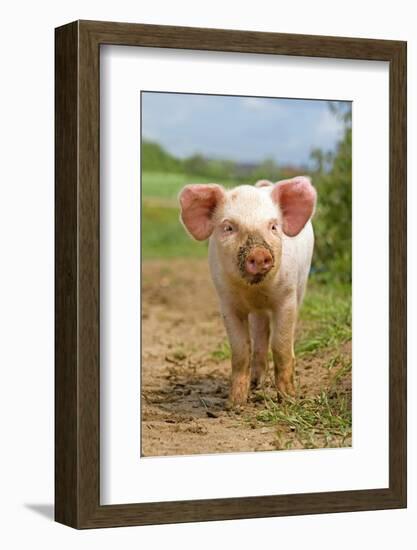 Domestic Pig, free-range piglet, standing, England-Paul Sawer-Framed Photographic Print