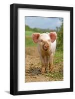 Domestic Pig, free-range piglet, standing, England-Paul Sawer-Framed Photographic Print