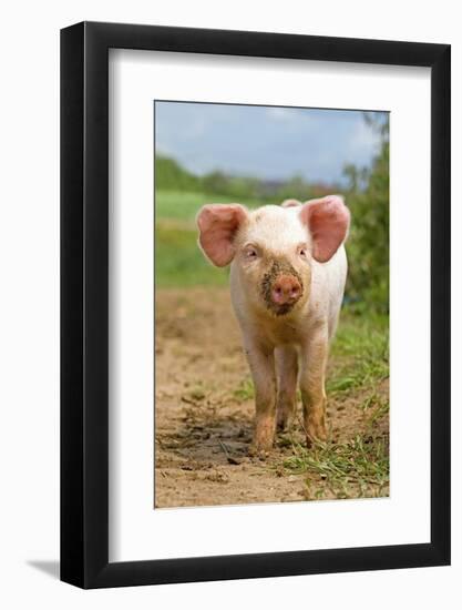 Domestic Pig, free-range piglet, standing, England-Paul Sawer-Framed Photographic Print