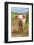 Domestic Pig, free-range piglet, standing, England-Paul Sawer-Framed Photographic Print