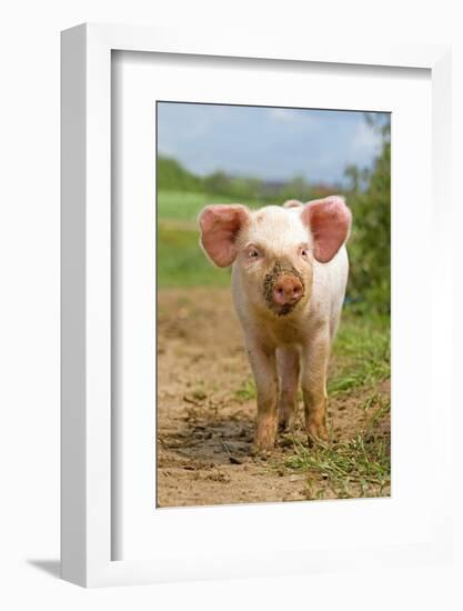 Domestic Pig, free-range piglet, standing, England-Paul Sawer-Framed Photographic Print