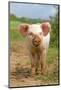 Domestic Pig, free-range piglet, standing, England-Paul Sawer-Mounted Photographic Print