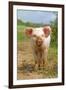 Domestic Pig, free-range piglet, standing, England-Paul Sawer-Framed Photographic Print