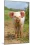 Domestic Pig, free-range piglet, standing, England-Paul Sawer-Mounted Photographic Print