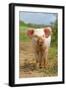 Domestic Pig, free-range piglet, standing, England-Paul Sawer-Framed Photographic Print