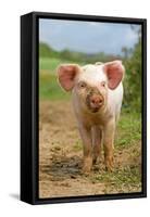 Domestic Pig, free-range piglet, standing, England-Paul Sawer-Framed Stretched Canvas