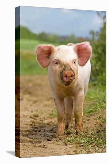 Domestic Pig, free-range piglet, standing, England-Paul Sawer-Stretched Canvas