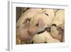 Domestic Pig, Gloucester Old Spot piglets, sleeping, close-up of heads-John Eveson-Framed Photographic Print