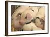 Domestic Pig, Gloucester Old Spot piglets, sleeping, close-up of heads-John Eveson-Framed Photographic Print