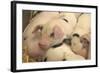 Domestic Pig, Gloucester Old Spot piglets, sleeping, close-up of heads-John Eveson-Framed Photographic Print