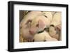 Domestic Pig, Gloucester Old Spot piglets, sleeping, close-up of heads-John Eveson-Framed Photographic Print