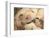 Domestic Pig, Gloucester Old Spot piglets, sleeping, close-up of heads-John Eveson-Framed Photographic Print