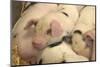 Domestic Pig, Gloucester Old Spot piglets, sleeping, close-up of heads-John Eveson-Mounted Photographic Print