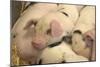 Domestic Pig, Gloucester Old Spot piglets, sleeping, close-up of heads-John Eveson-Mounted Photographic Print