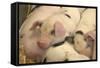 Domestic Pig, Gloucester Old Spot piglets, sleeping, close-up of heads-John Eveson-Framed Stretched Canvas