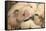 Domestic Pig, Gloucester Old Spot piglets, sleeping, close-up of heads-John Eveson-Framed Stretched Canvas