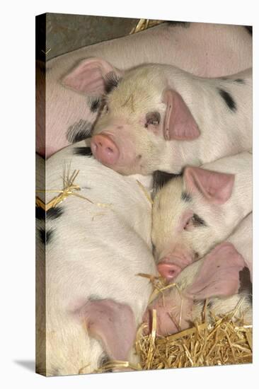 Domestic Pig, Gloucester Old Spot piglets, sleeping, close-up of heads-John Eveson-Stretched Canvas