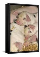 Domestic Pig, Gloucester Old Spot piglets, sleeping, close-up of heads-John Eveson-Framed Stretched Canvas