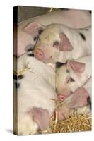 Domestic Pig, Gloucester Old Spot piglets, sleeping, close-up of heads-John Eveson-Stretched Canvas