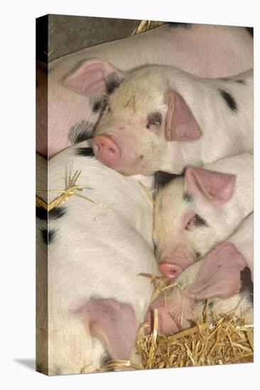 Domestic Pig, Gloucester Old Spot piglets, sleeping, close-up of heads-John Eveson-Stretched Canvas