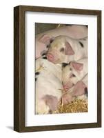 Domestic Pig, Gloucester Old Spot piglets, sleeping, close-up of heads-John Eveson-Framed Photographic Print