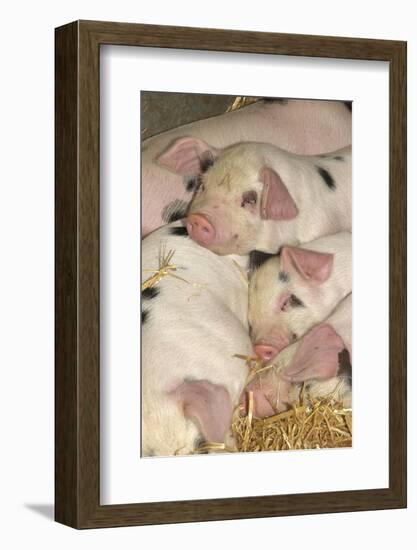 Domestic Pig, Gloucester Old Spot piglets, sleeping, close-up of heads-John Eveson-Framed Photographic Print