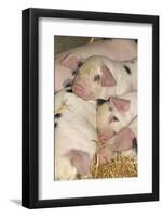 Domestic Pig, Gloucester Old Spot piglets, sleeping, close-up of heads-John Eveson-Framed Photographic Print