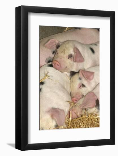 Domestic Pig, Gloucester Old Spot piglets, sleeping, close-up of heads-John Eveson-Framed Photographic Print