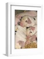 Domestic Pig, Gloucester Old Spot piglets, sleeping, close-up of heads-John Eveson-Framed Photographic Print