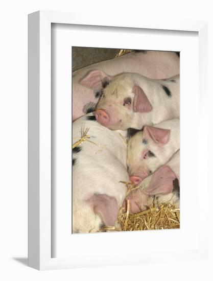 Domestic Pig, Gloucester Old Spot piglets, sleeping, close-up of heads-John Eveson-Framed Photographic Print