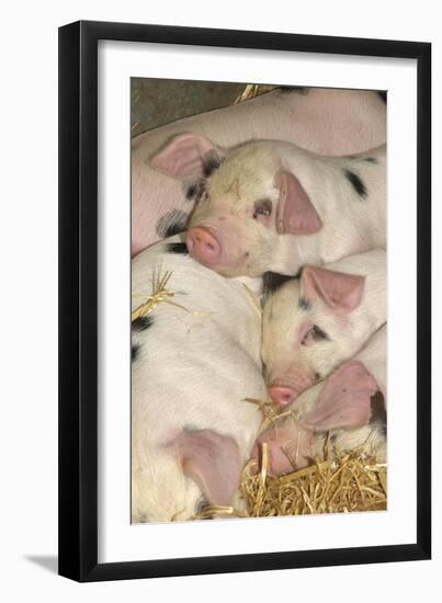 Domestic Pig, Gloucester Old Spot piglets, sleeping, close-up of heads-John Eveson-Framed Photographic Print