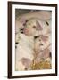 Domestic Pig, Gloucester Old Spot piglets, sleeping, close-up of heads-John Eveson-Framed Photographic Print