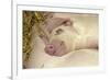 Domestic Pig, Gloucester Old Spot, piglets, sleeping-John Eveson-Framed Photographic Print