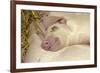 Domestic Pig, Gloucester Old Spot, piglets, sleeping-John Eveson-Framed Photographic Print