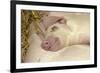 Domestic Pig, Gloucester Old Spot, piglets, sleeping-John Eveson-Framed Photographic Print