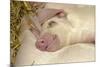 Domestic Pig, Gloucester Old Spot, piglets, sleeping-John Eveson-Mounted Photographic Print
