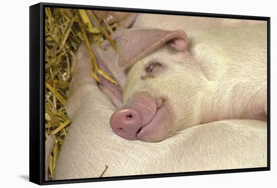 Domestic Pig, Gloucester Old Spot, piglets, sleeping-John Eveson-Framed Stretched Canvas