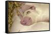 Domestic Pig, Gloucester Old Spot, piglets, sleeping-John Eveson-Framed Stretched Canvas