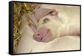 Domestic Pig, Gloucester Old Spot, piglets, sleeping-John Eveson-Framed Stretched Canvas