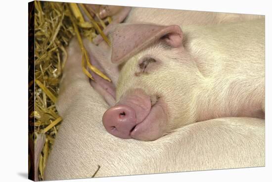 Domestic Pig, Gloucester Old Spot, piglets, sleeping-John Eveson-Stretched Canvas